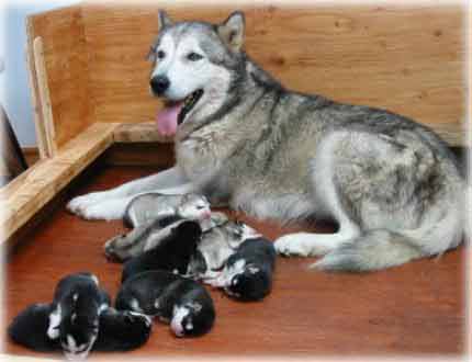 Katie and her pups at 4 days old
